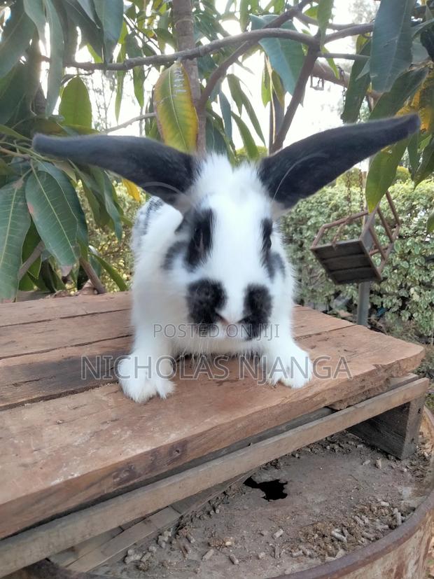 Hybrid Rabbits - thumbnail 3