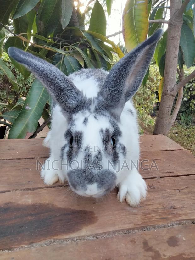Hybrid Rabbits - thumbnail 4