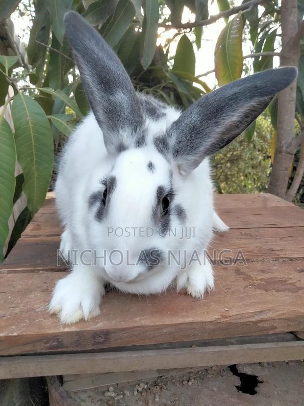 Hybrid Rabbits - thumbnail 5