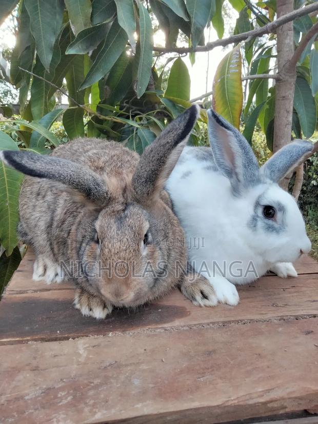 Hybrid Rabbits - thumbnail 6