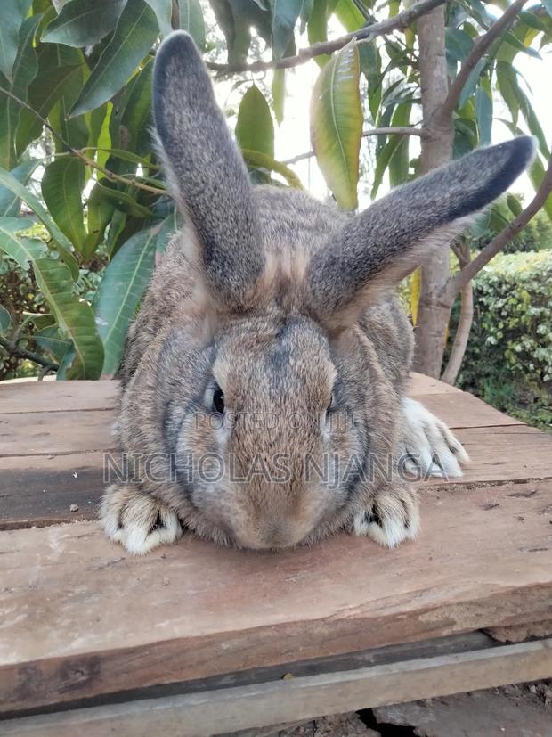 Hybrid Rabbits - thumbnail 7