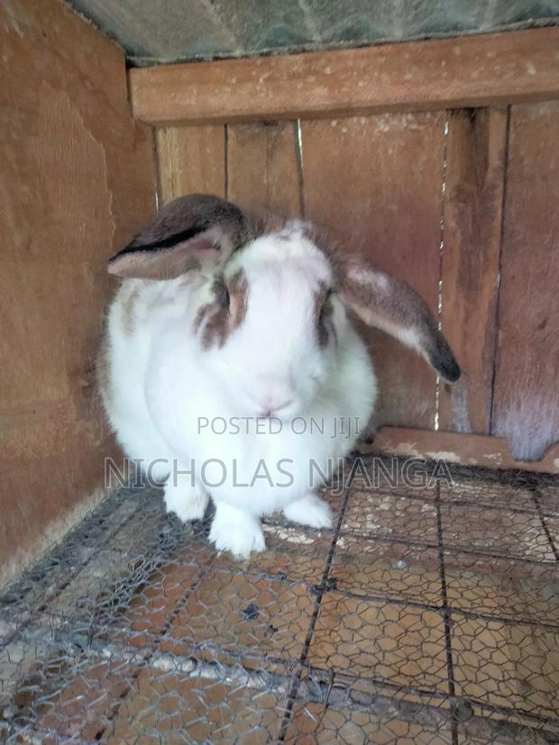 Hybrid Rabbits - thumbnail 8