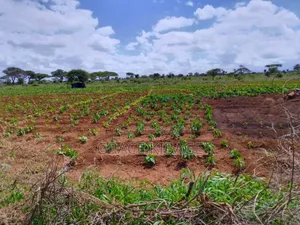 50+ Acre Land for Sale in Kimana