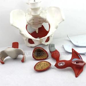 Female Pelvis Model - main view