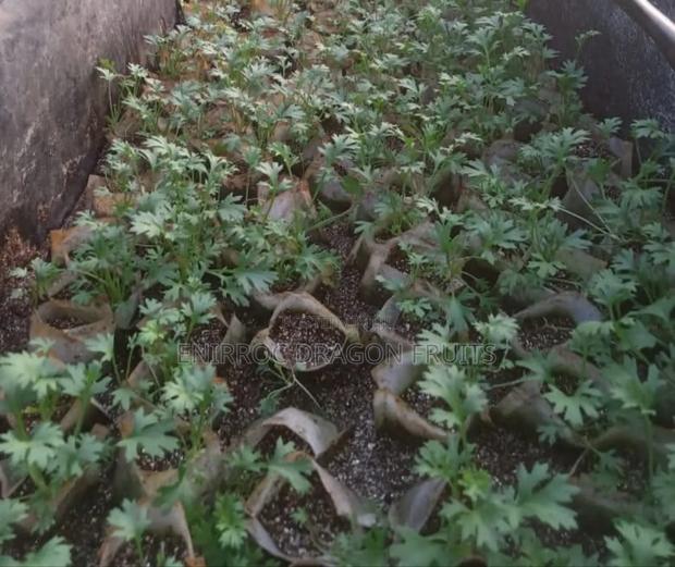 Tissue Culture Pyrethrum Seedlings - thumbnail 3