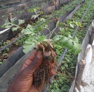 Tissue Culture Pyrethrum Seedlings - thumbnail 2