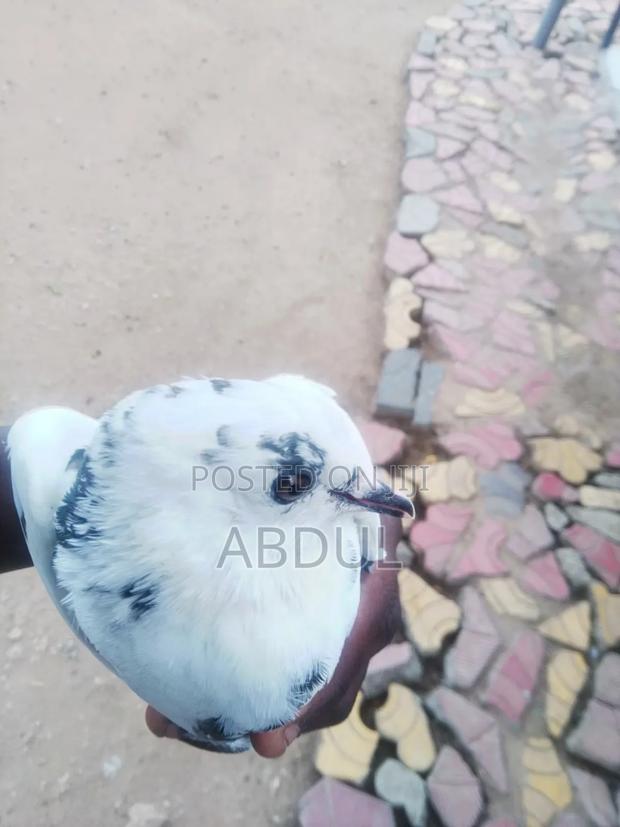 Selling Doves - main view