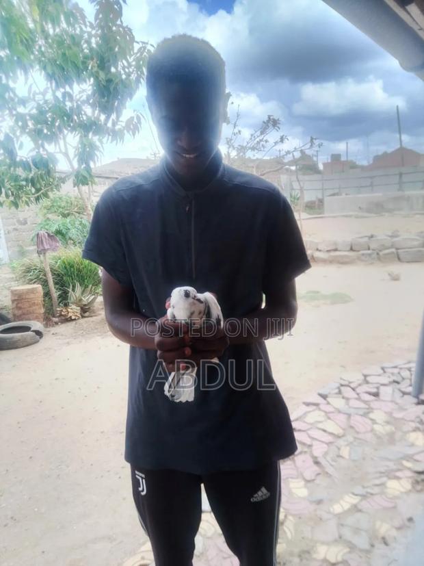 Selling Doves - thumbnail 3