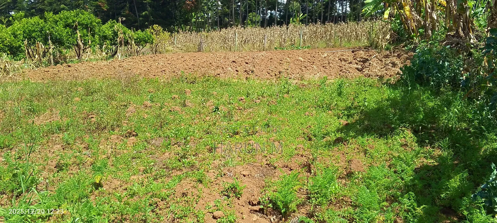 Prime Plots for Sale