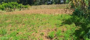 Prime Plots for Sale