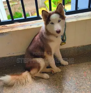 6-12 months Male Purebred Siberian Husky