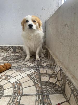 3-6 months Male Mixed Breed Japanese Spitz - main view