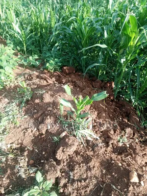 3 Acres at Machakos Mang'auni