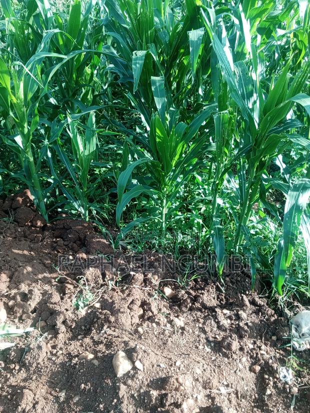 3 Acres at Machakos Mang'auni - thumbnail 4