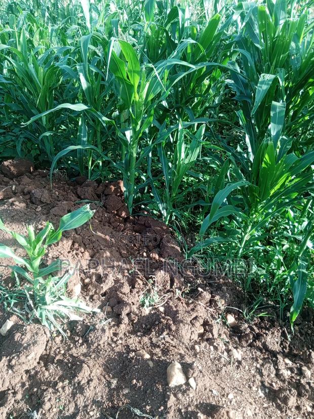 3 Acres at Machakos Mang'auni - thumbnail 5