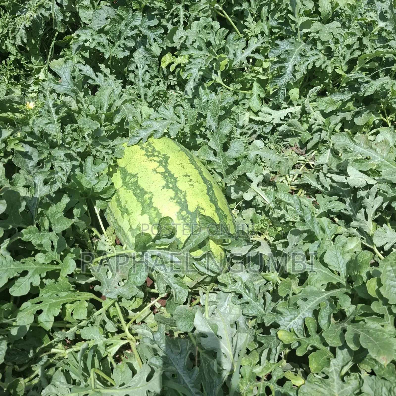40 Acres at Kiboko - Emali Mombasa Road