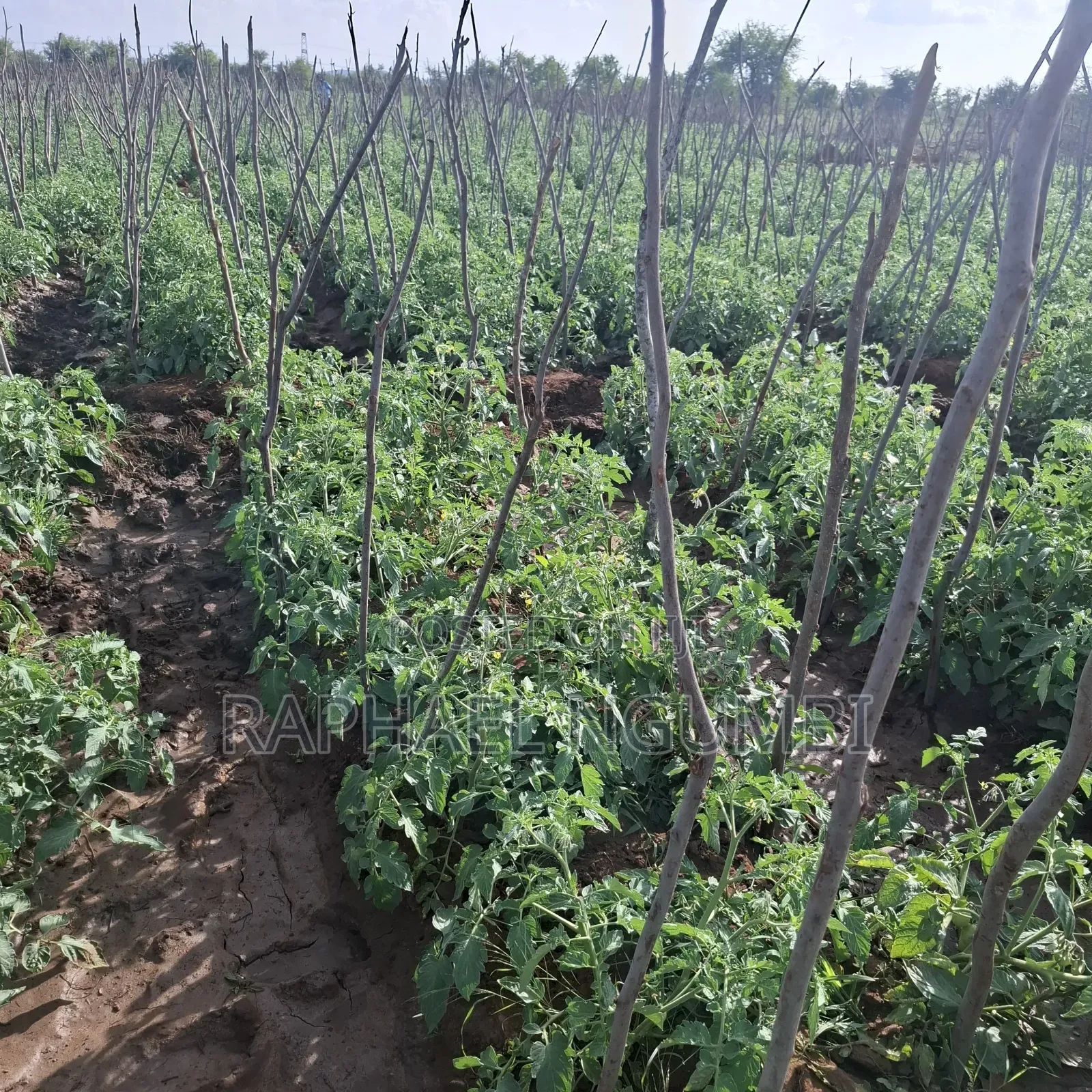 40 Acres at Kiboko - Emali Mombasa Road