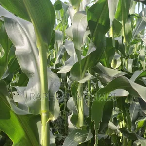 40 Acres at Kiboko - Emali Mombasa Road