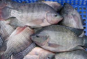 Wholesale Fish - thumbnail 2