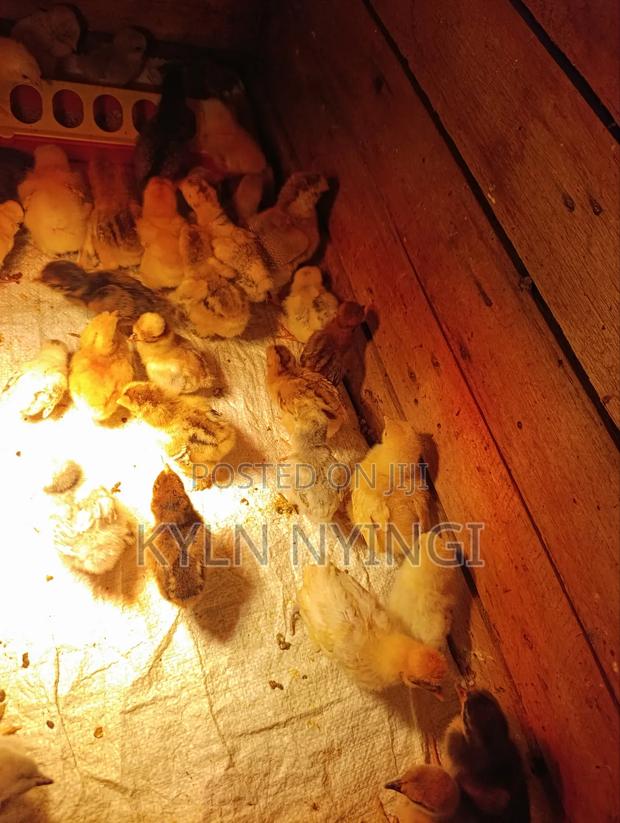 Ornamental Chicks - main view