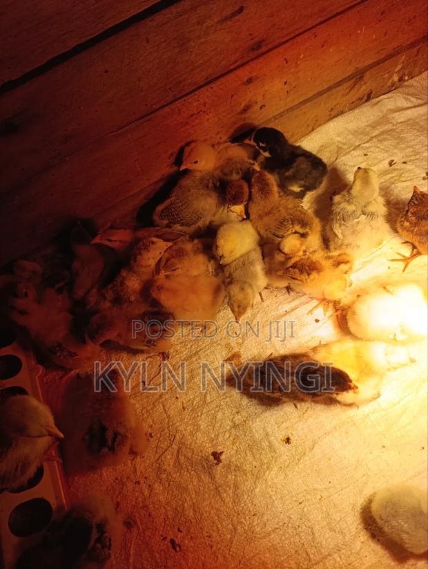 Ornamental Chicks - thumbnail 3