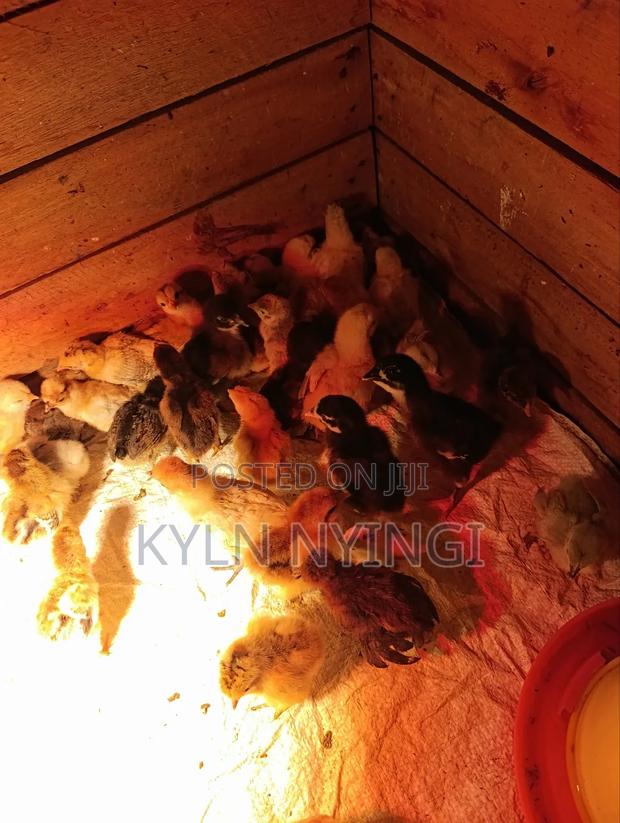 Ornamental Chicks - thumbnail 4