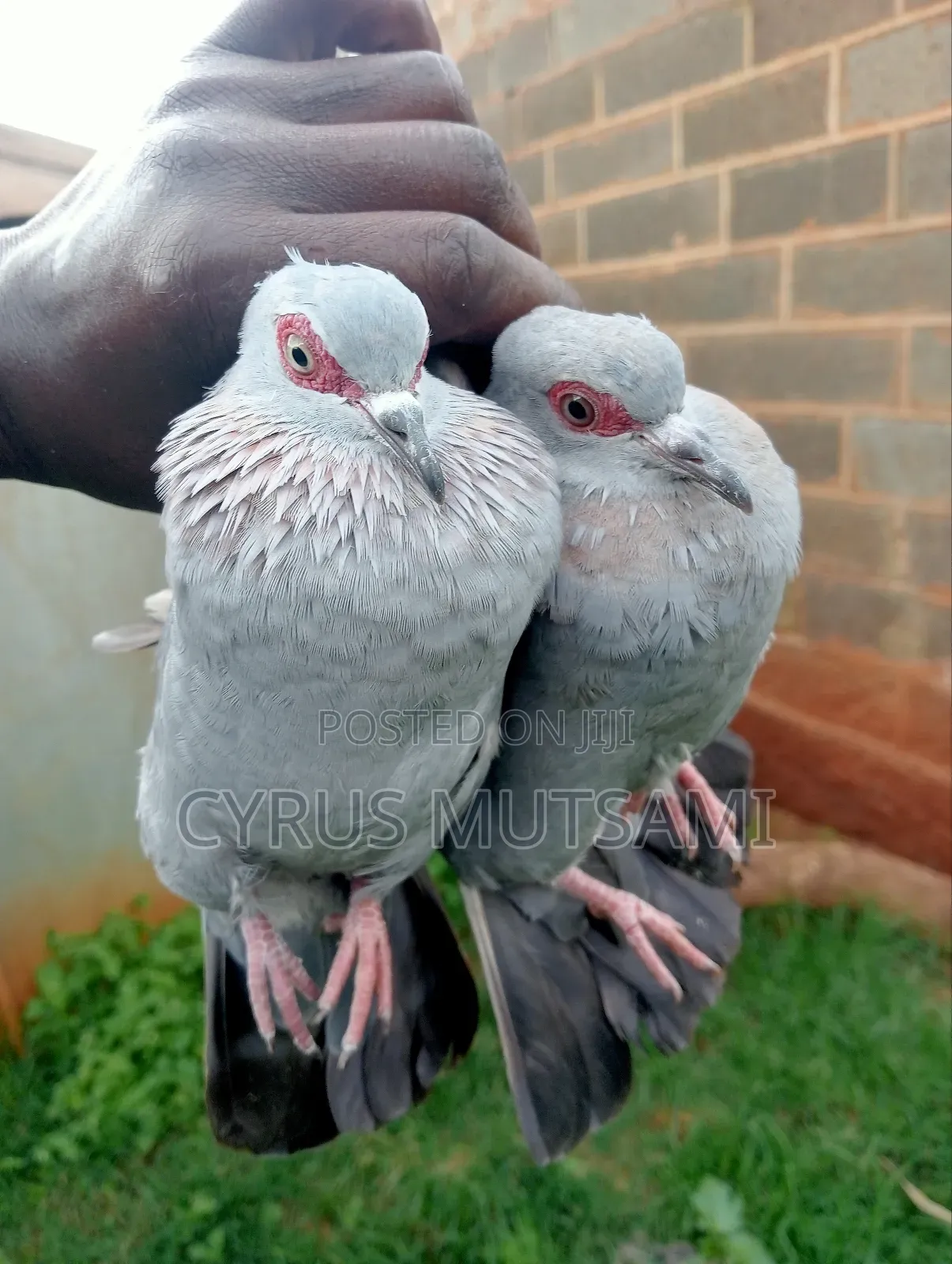 A Pair of African Rock Pigeon