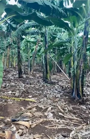 1/4 Land for Sale on Tarmac. Mitunguu Meru