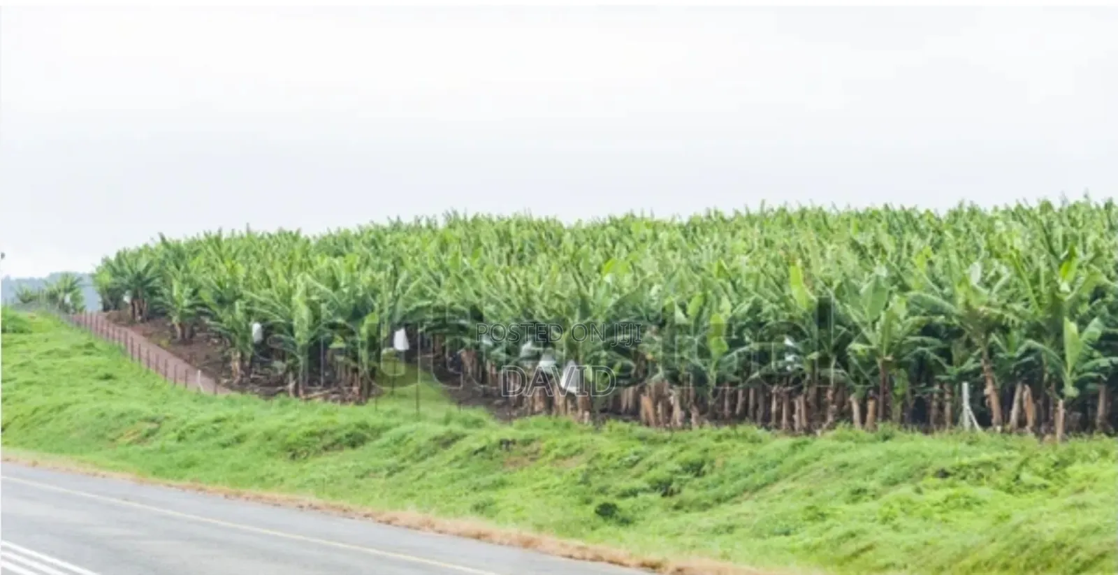 1/4 Land for Sale on Tarmac. Mitunguu Meru