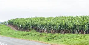 1/4 Land for Sale on Tarmac. Mitunguu Meru