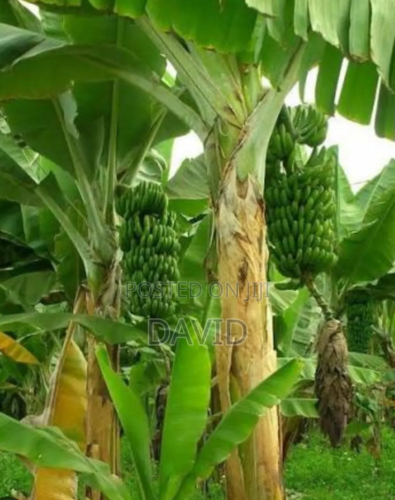 1/4 Land for Sale on Tarmac. Mitunguu Meru