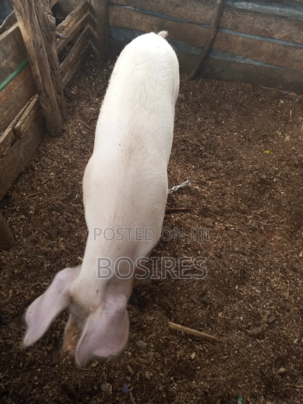 Pregnant Sow in Roadblock