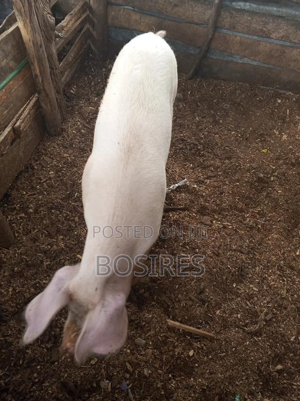 Pregnant Sow in Roadblock