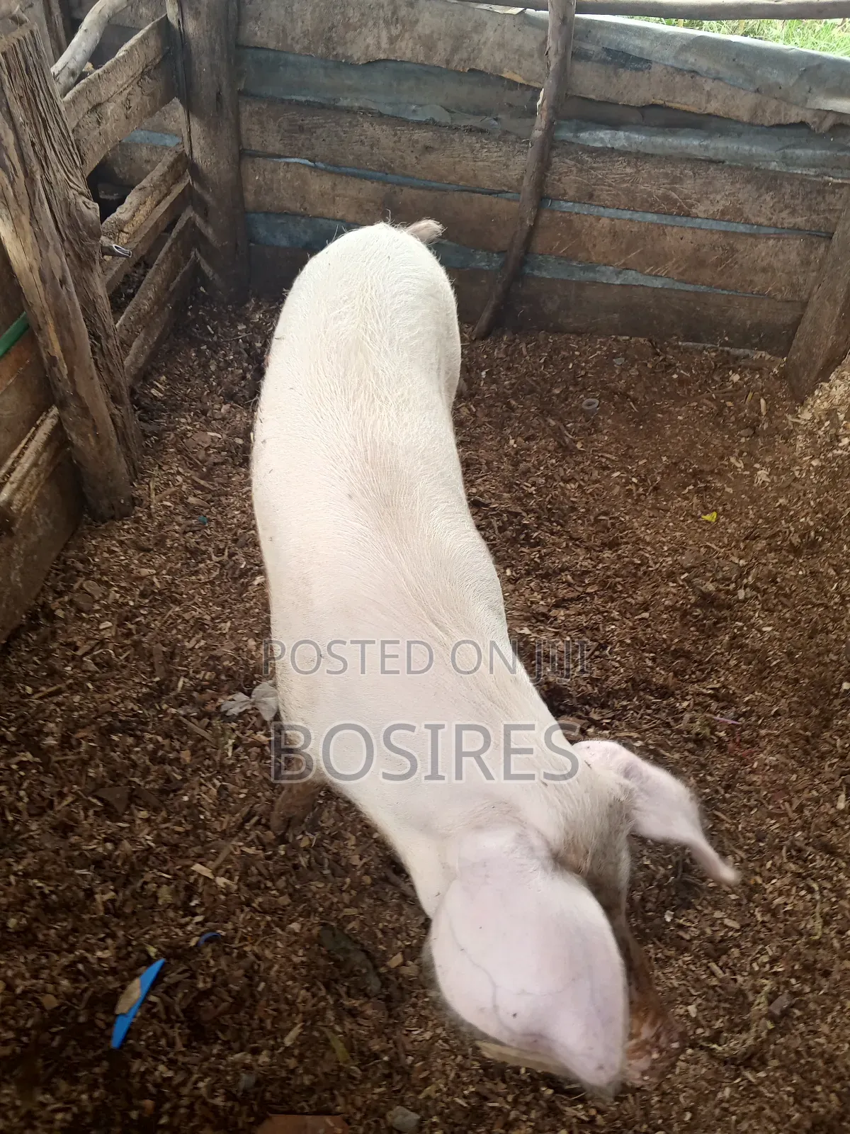 Pregnant Sow in Roadblock