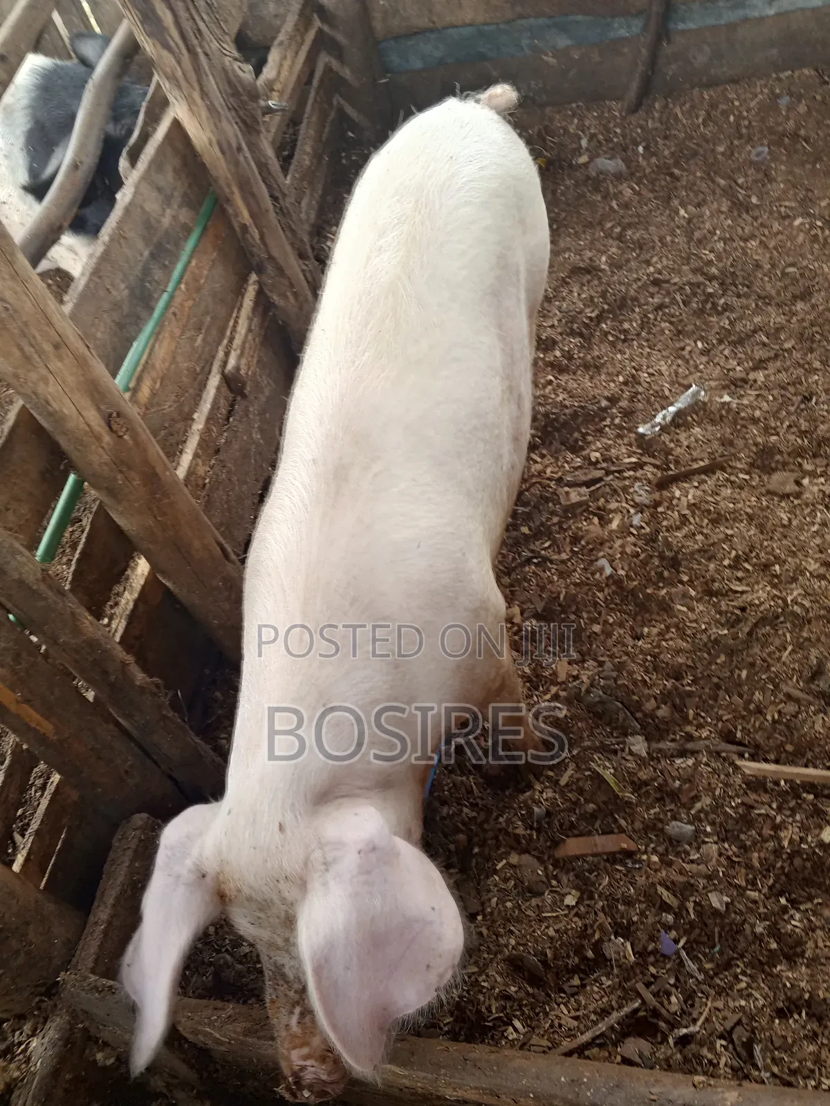 Pregnant Sow in Roadblock