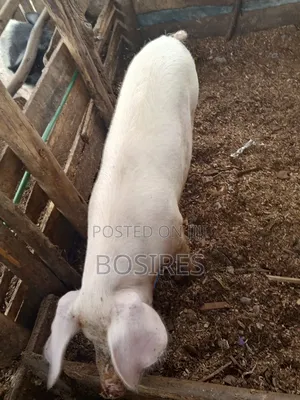 Pregnant Sow in Roadblock