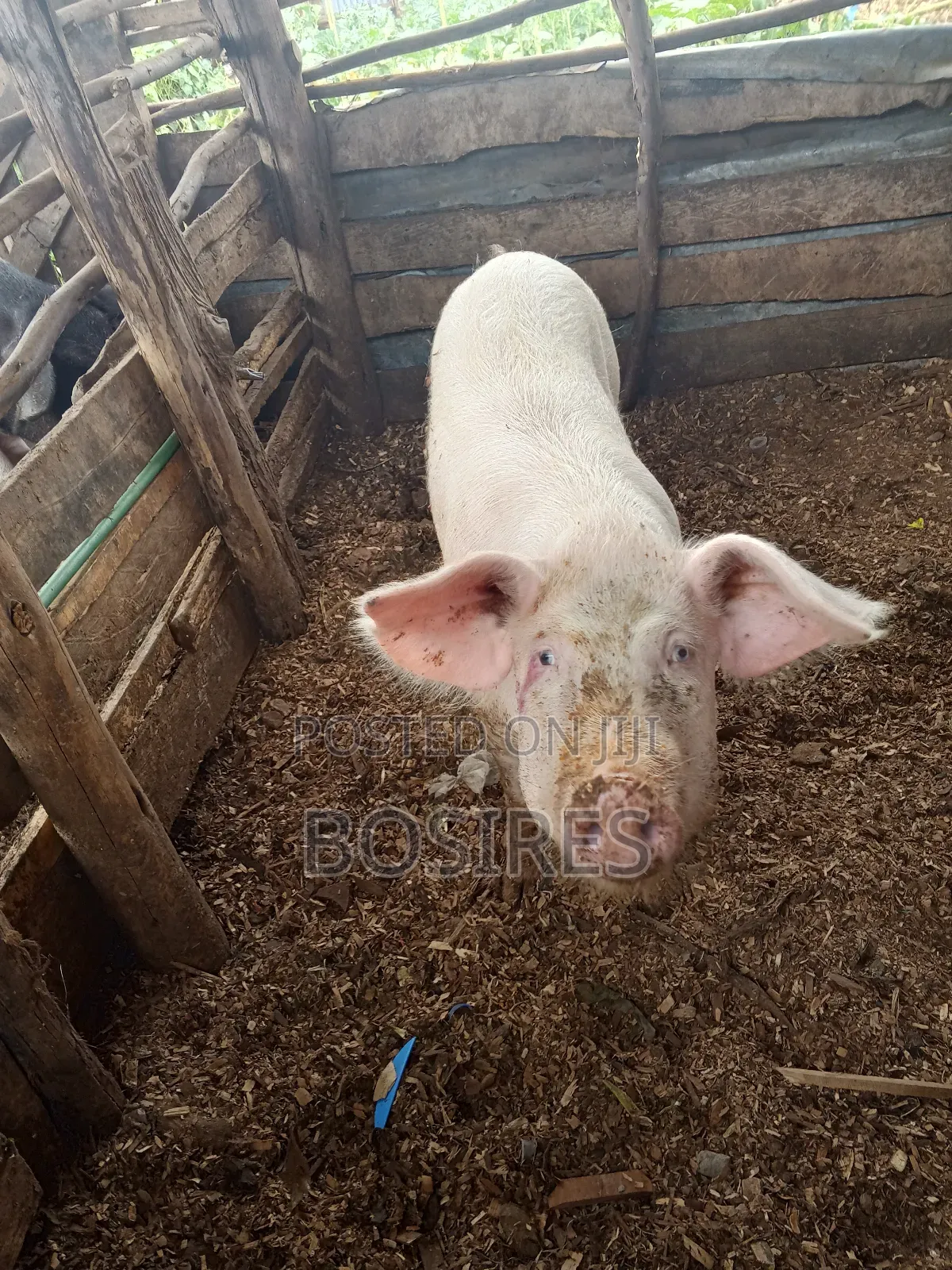 Pregnant Sow in Roadblock