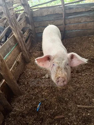 Pregnant Sow in Roadblock