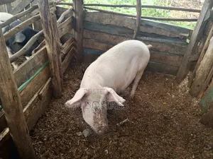 Pregnant Sow in Roadblock