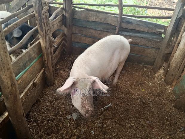 Pregnant Sow in Roadblock - thumbnail 5