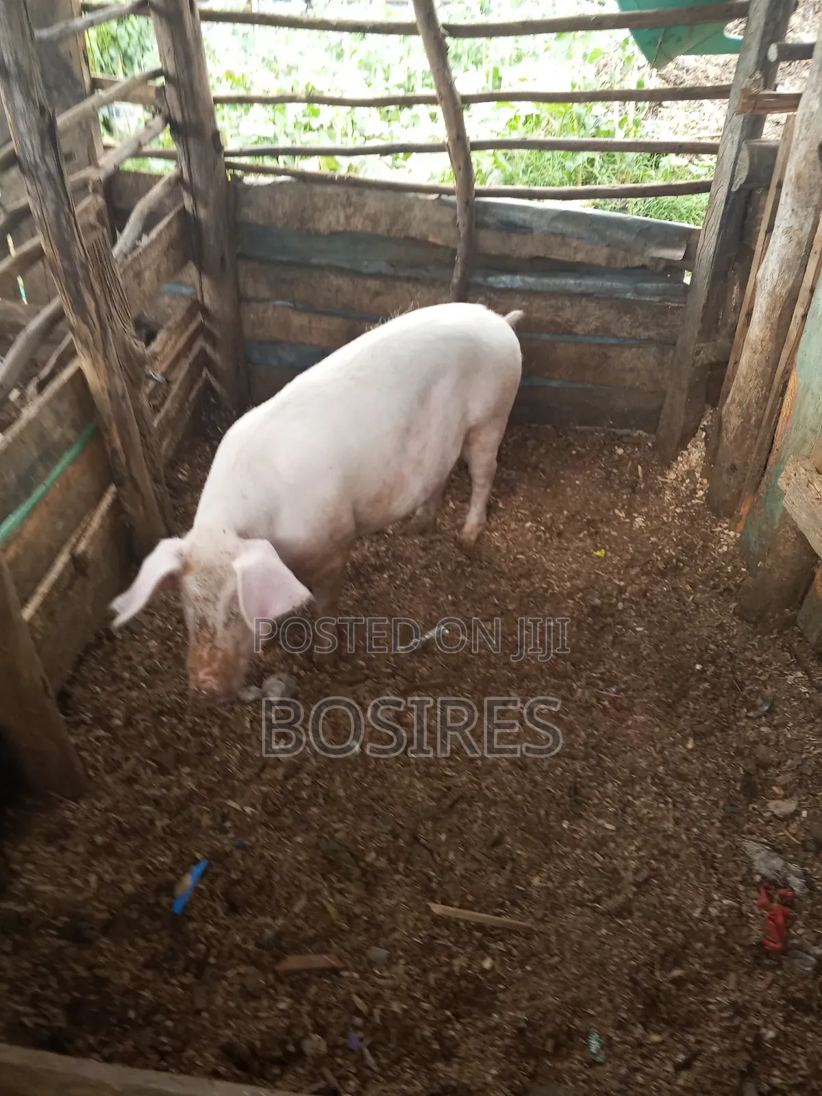 Pregnant Sow in Roadblock