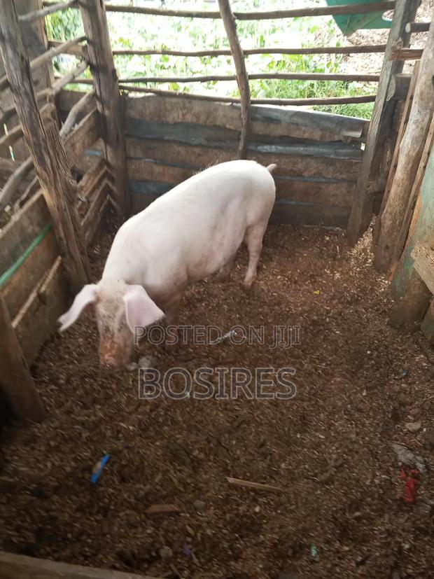 Pregnant Sow in Roadblock - thumbnail 6
