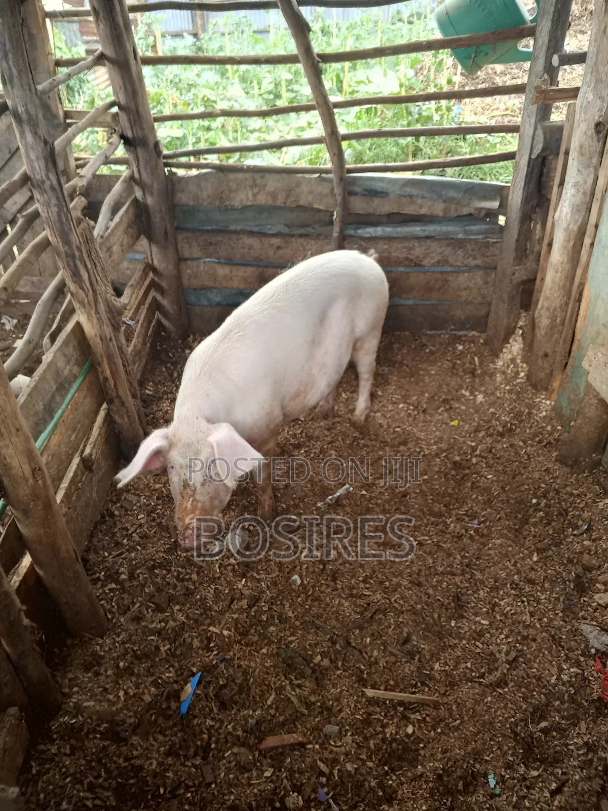 Pregnant Sow in Roadblock