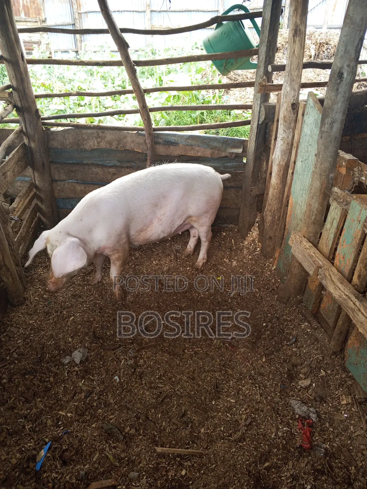 Pregnant Sow in Roadblock