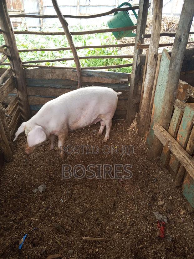 Pregnant Sow in Roadblock - thumbnail 8