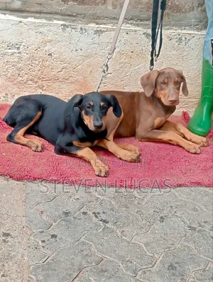 1-3 months Male Purebred Doberman Pinscher