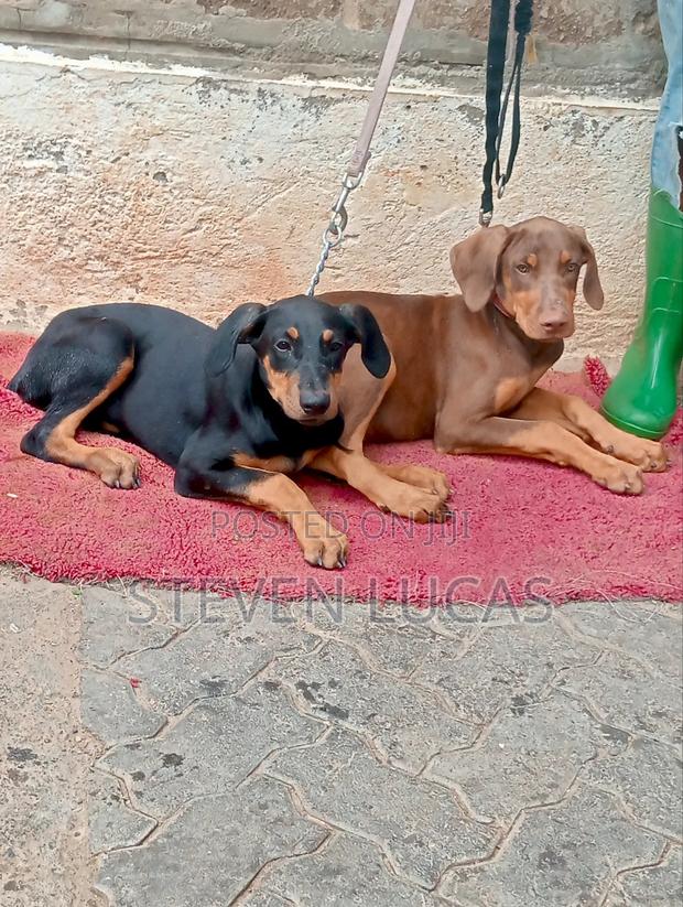 1-3 months Male Purebred Doberman Pinscher