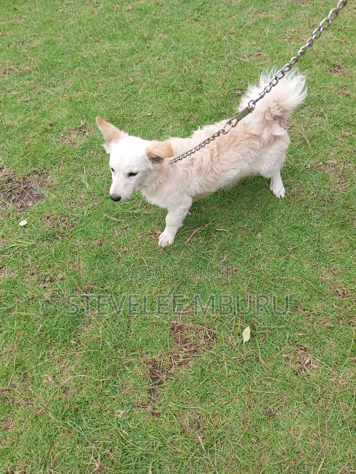6-12 months Female Purebred Japanese Spitz