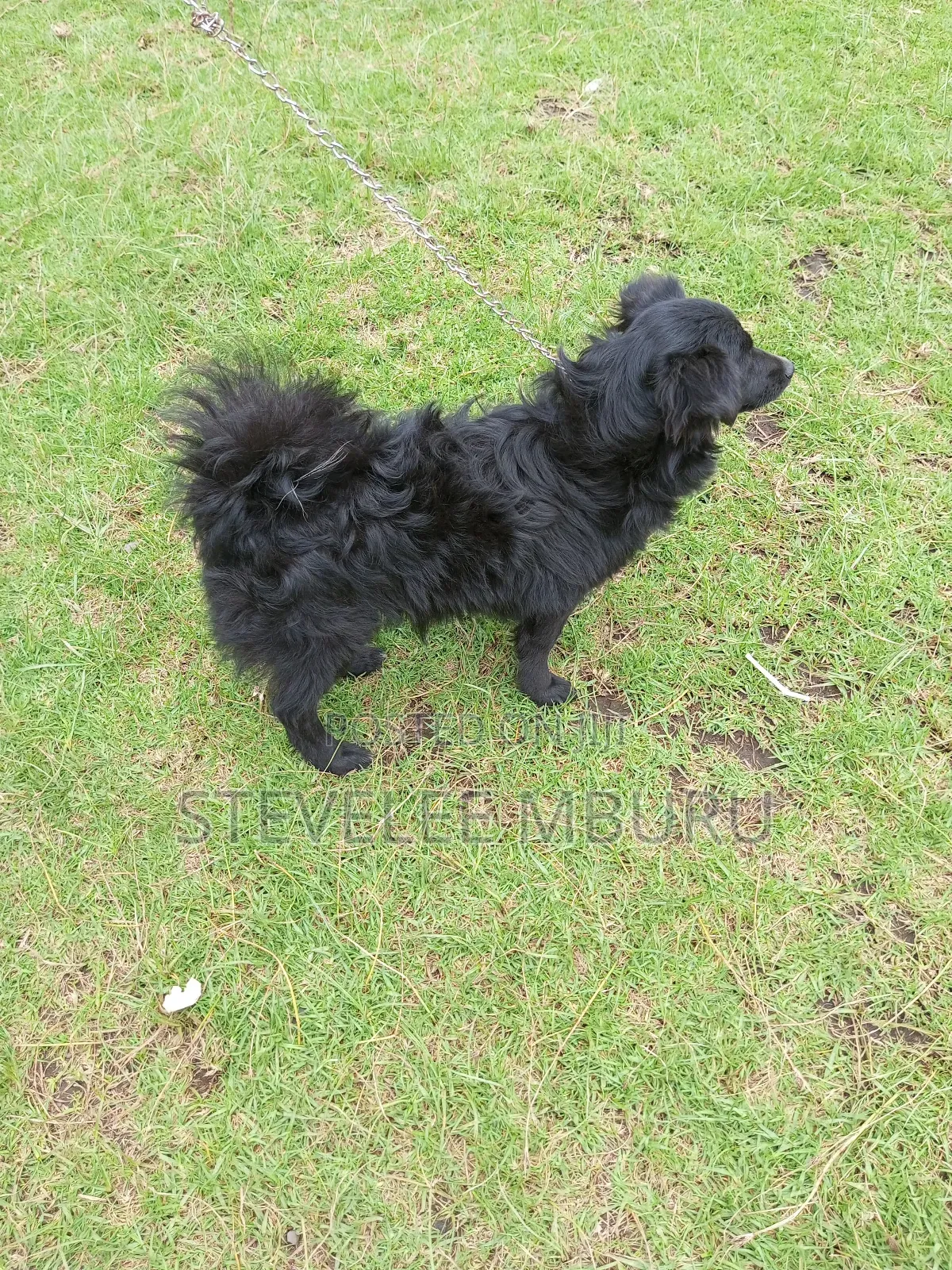 6-12 months Female Purebred Japanese Spitz