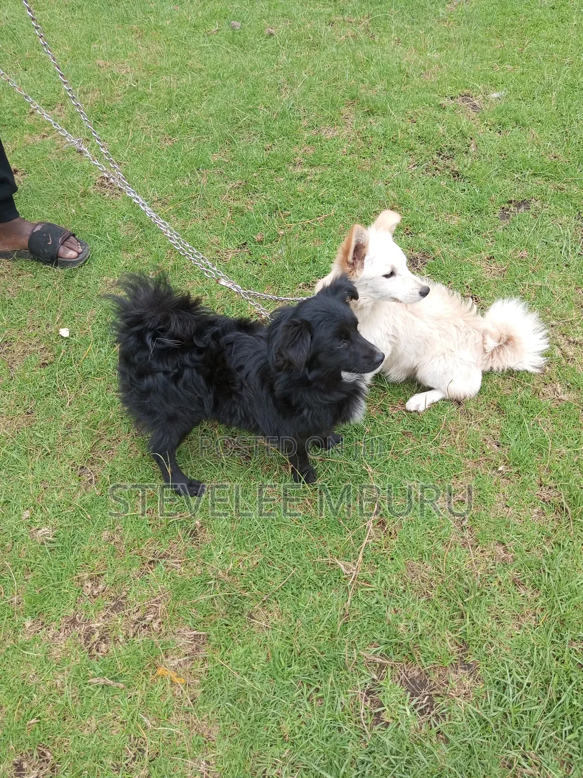 6-12 months Female Purebred Japanese Spitz